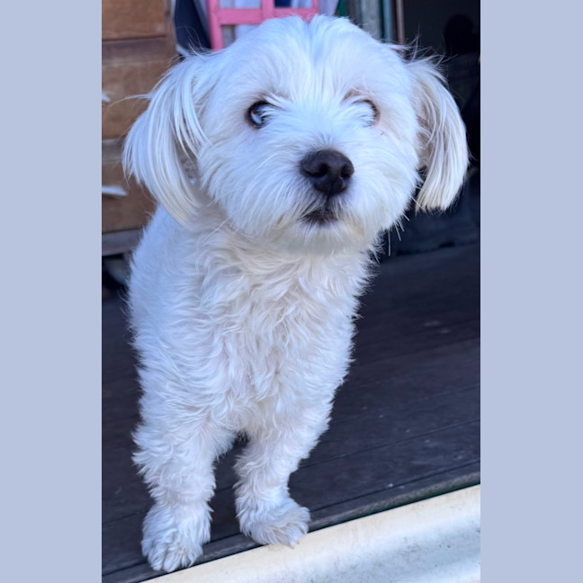 Photo of Snowflake