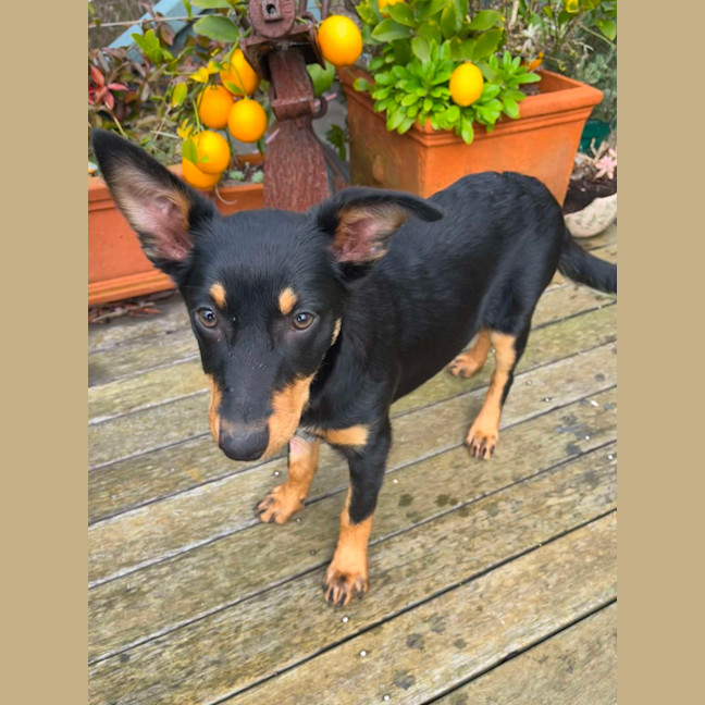 Photo of Hazel