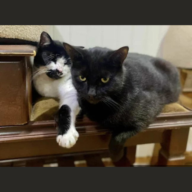 Photo of Twisty   In Foster Care In Thornbury