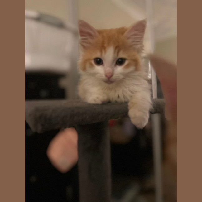 Photo of Mozzarella 