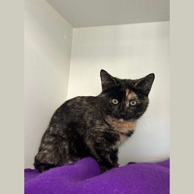 Photo of Dottie