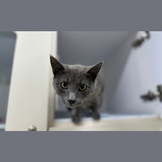 Photo of Vesper