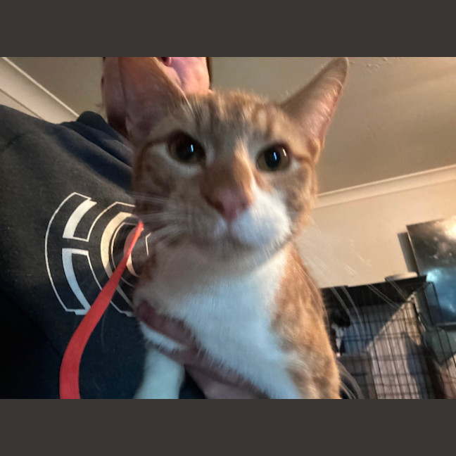 Photo of Ginja Ninja 🥷 