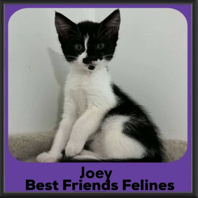 Photo of Joey