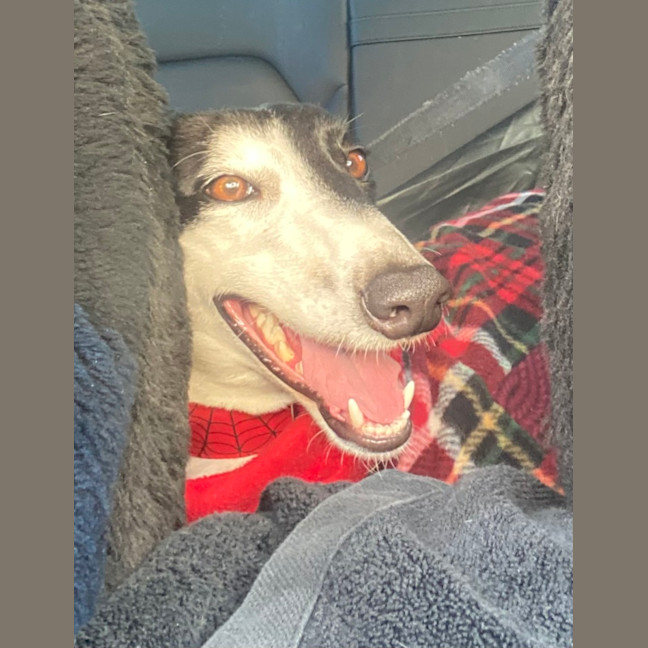 Photo of Betsy, The Cat Friendly Greyhound