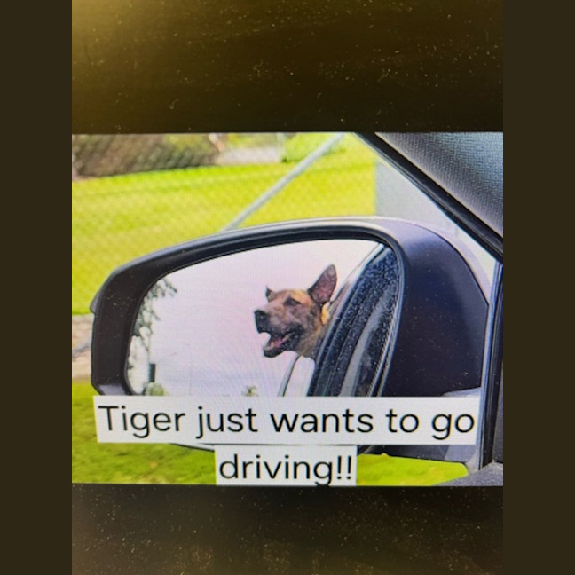 Photo of Tiger