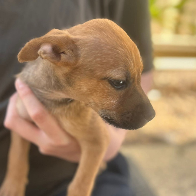 Photo of Indi