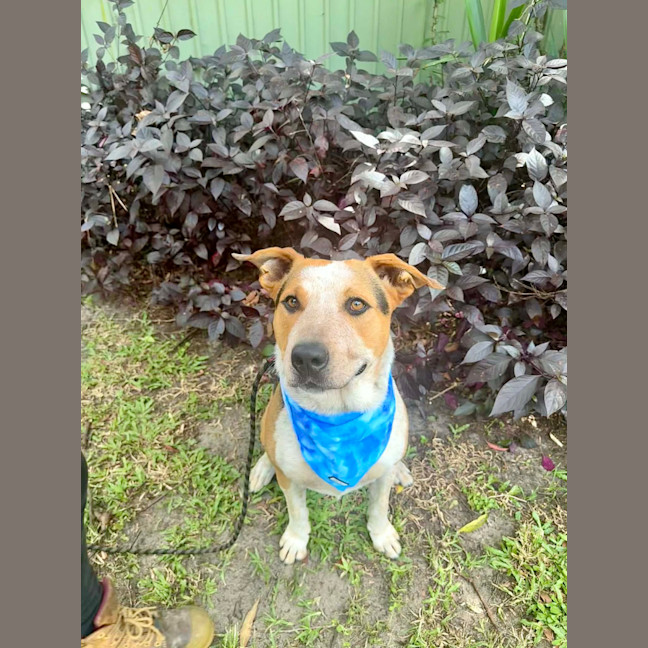 Photo of Zak *$150 Adoption Fee*