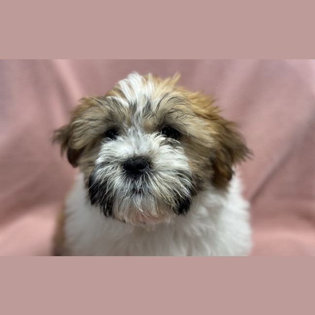 Photo of Tootie