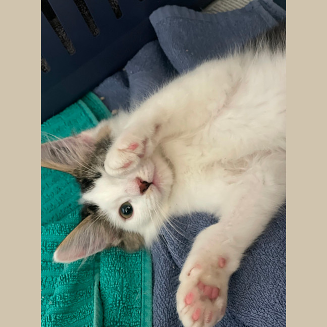 Photo of Spots * Pet Stock Engadine*