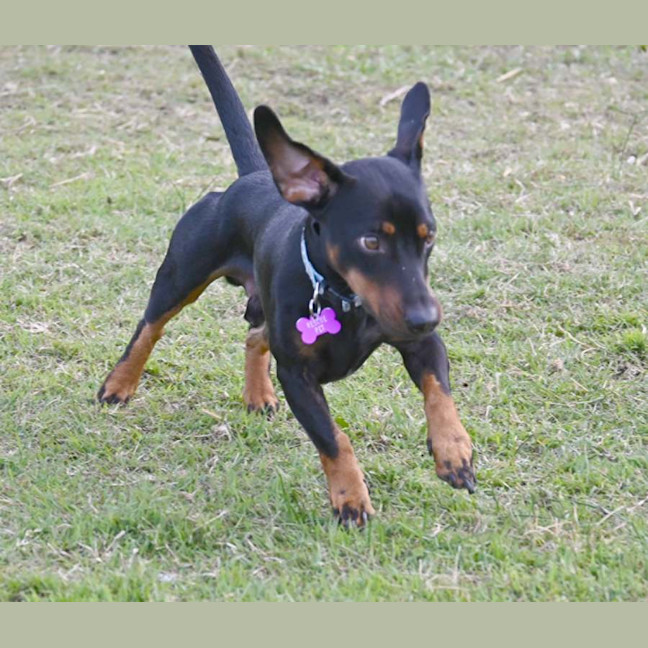 Photo of Dobby