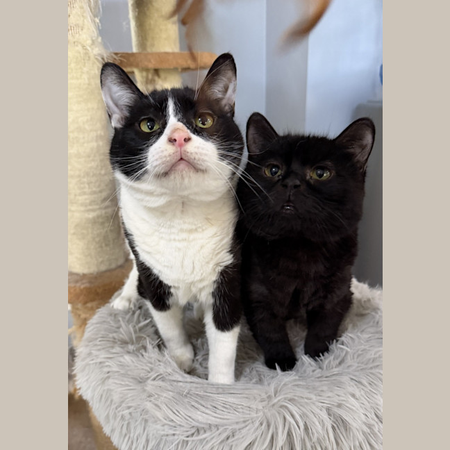 Photo of Diaz And Gucci