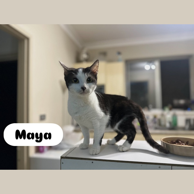 Photo of Maya   Sweet And Shy