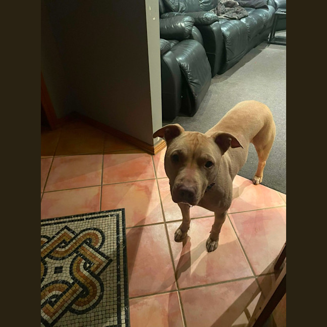 Photo of Topaz   7 Year Old Staffy