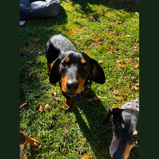 Photo of Rooster   9 Month Old Dachshund X Kelpie
