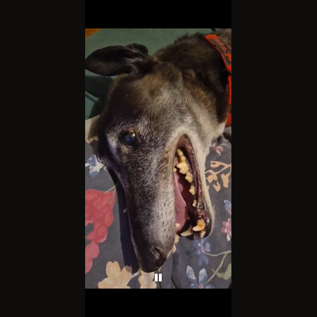 Photo of Vinnie