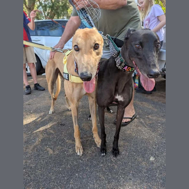 Photo of Ray, The Cat Tolerant Greyhound