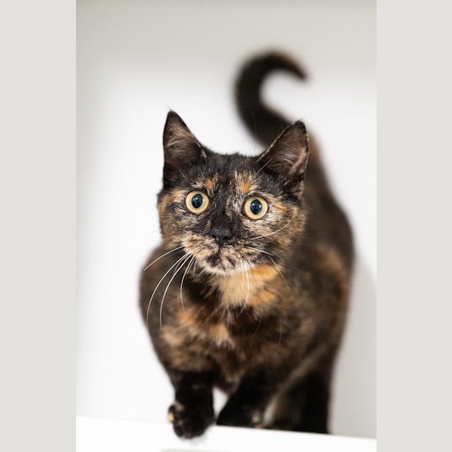 Photo of Coco