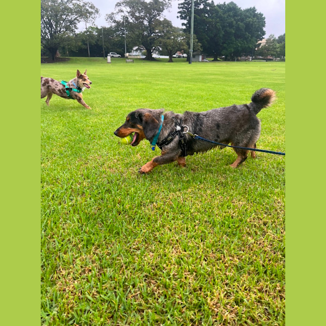 Photo of Slinky   1.5 Year Old Dachshund X Aus Shepherd