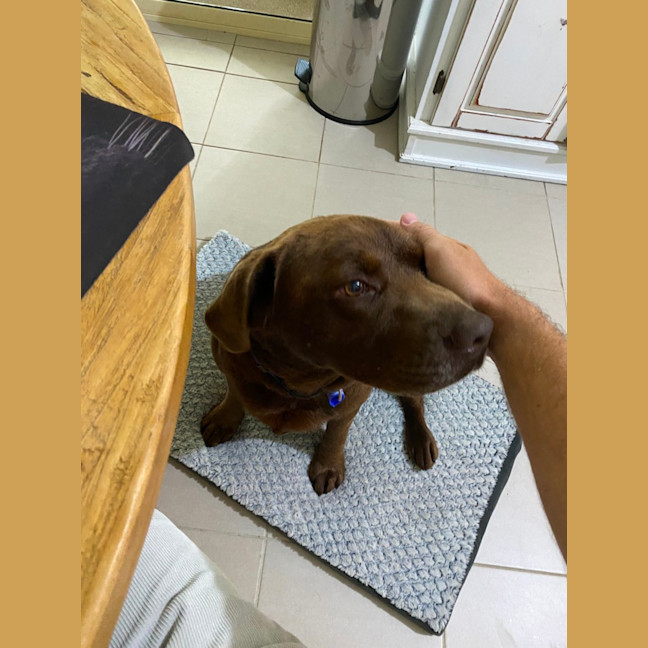 Photo of Bear   4 Year Old Labrador