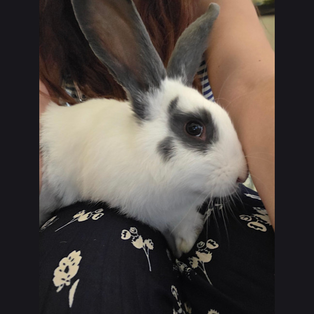 Photo of Chester