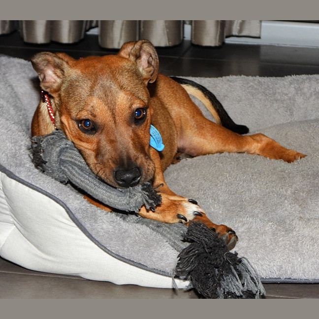 Photo of Lilly (Was Lolly)