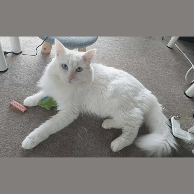 Photo of Purrcy