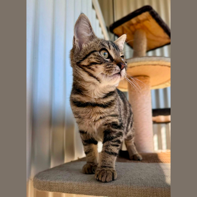 Photo of Gracie