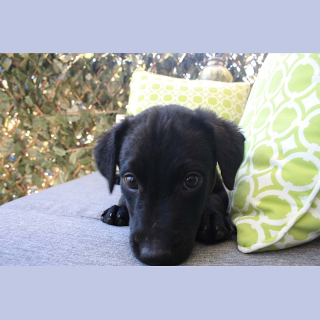 Photo of Ziggy   8 Week Old Wolfhound X