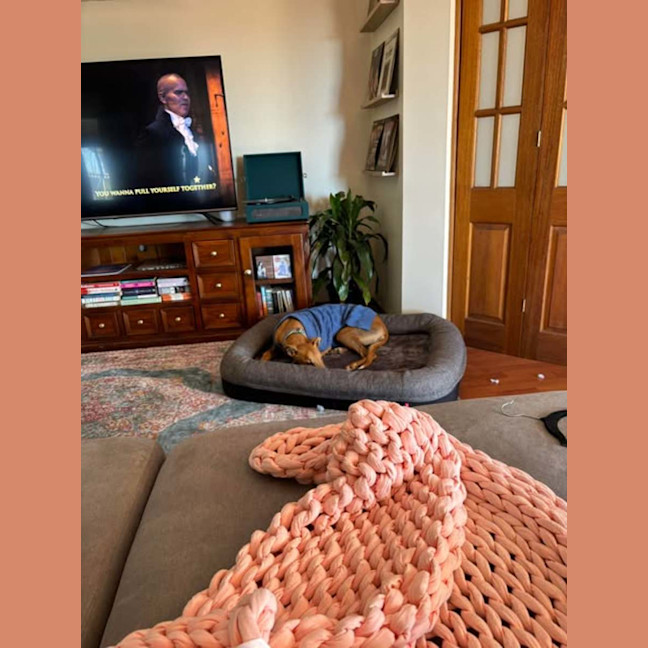 Photo of Arnold, The Greyhound