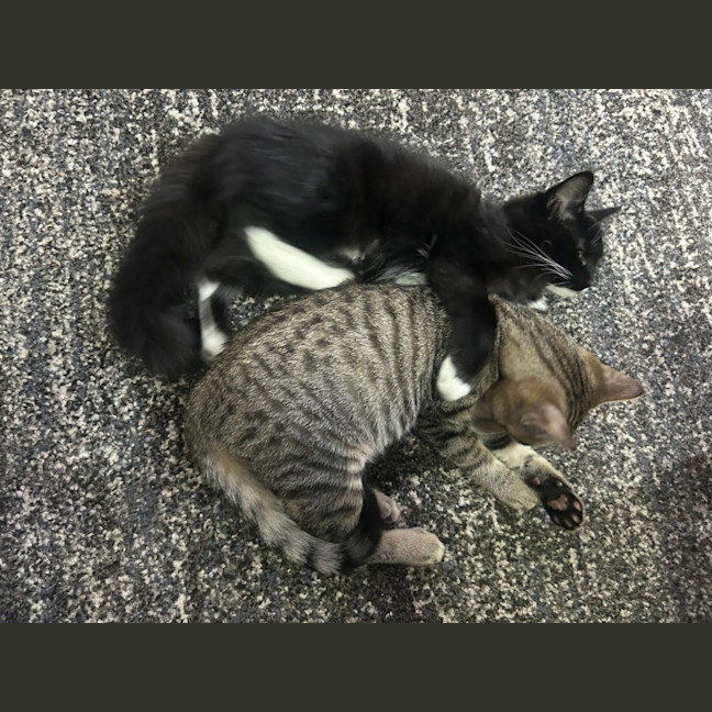 Photo of Peachy Keen