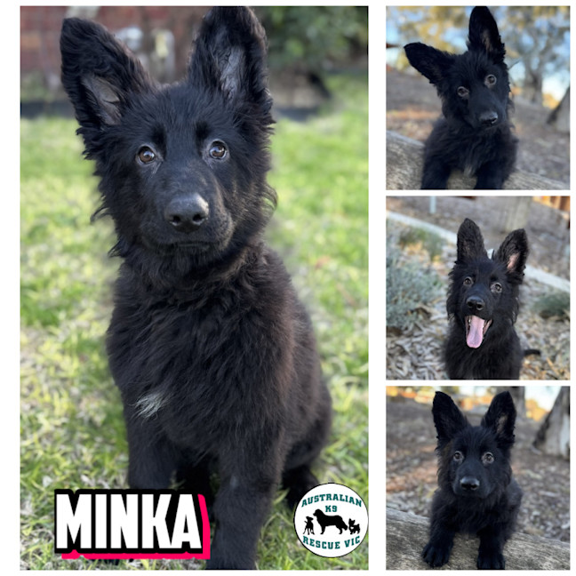 Photo of Minka 