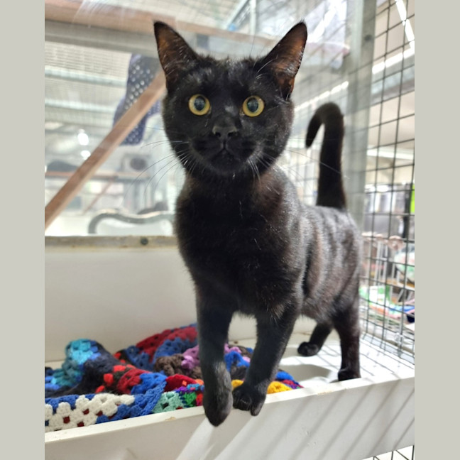 Photo of Spook