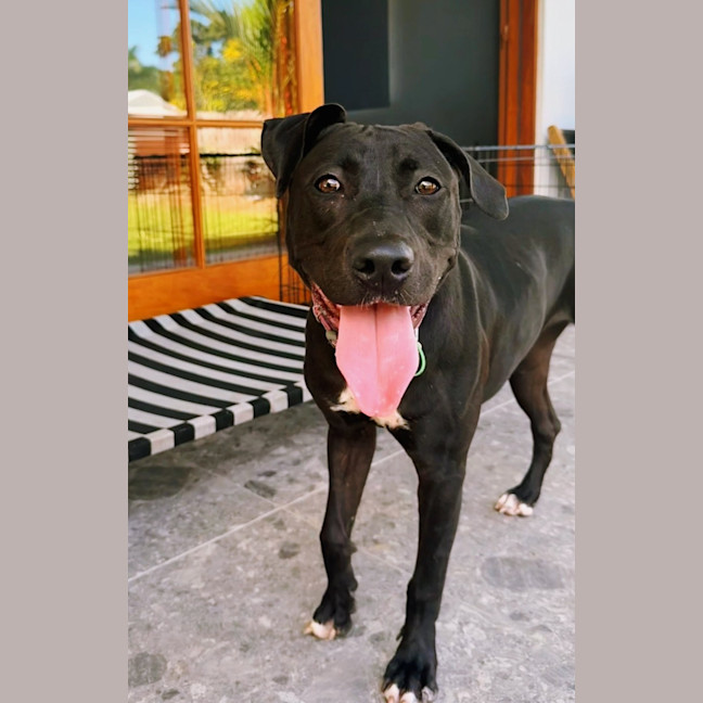 Photo of Marley
