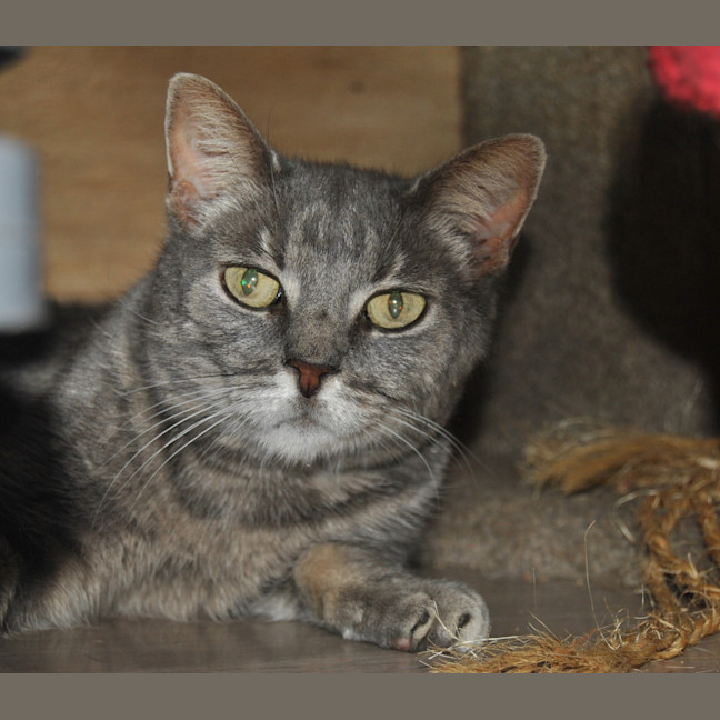 Photo of Misty