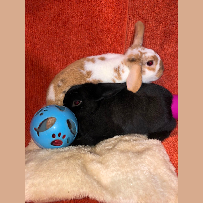 Photo of Alfie & Honey