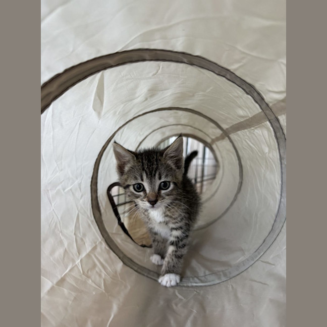 Photo of Jackson   Available 5/1/2026