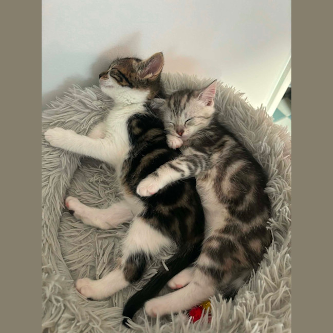 Photo of Cleo Meet Me@Petstock Carrum Downs Store