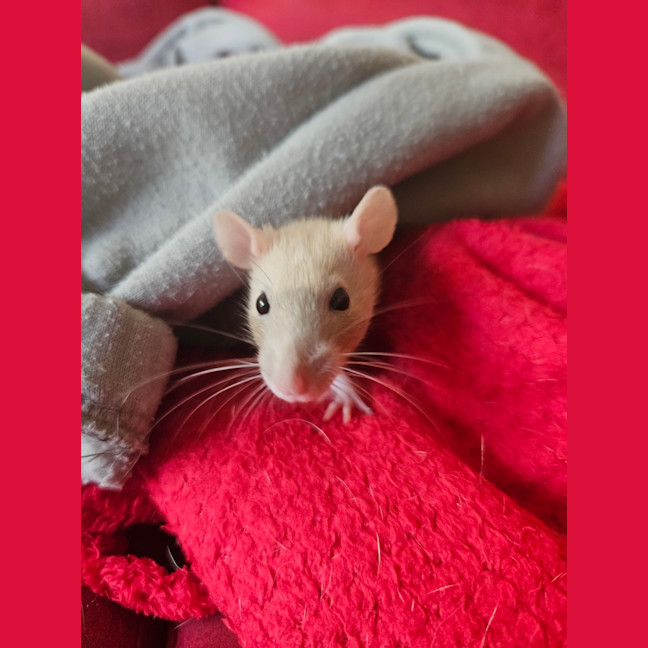 Photo of Rosie