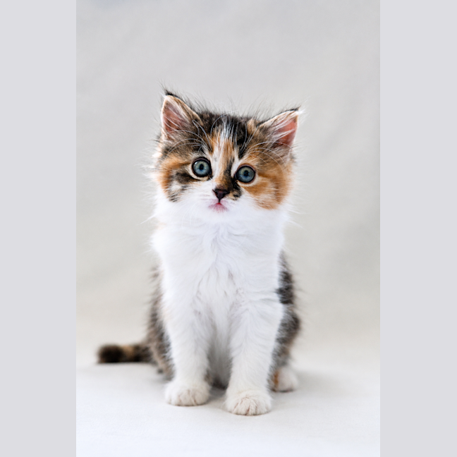Photo of Juniper 
