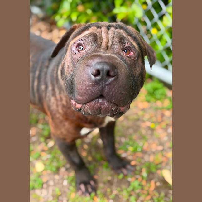 Photo of Winston
