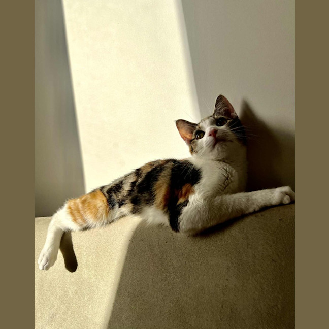 Photo of Emmy   Located In Northcote