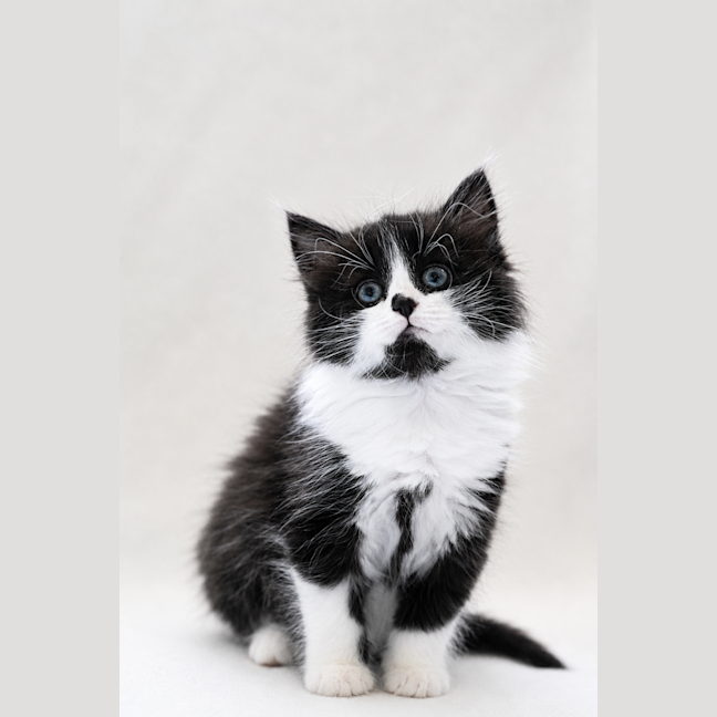 Photo of Jinx 