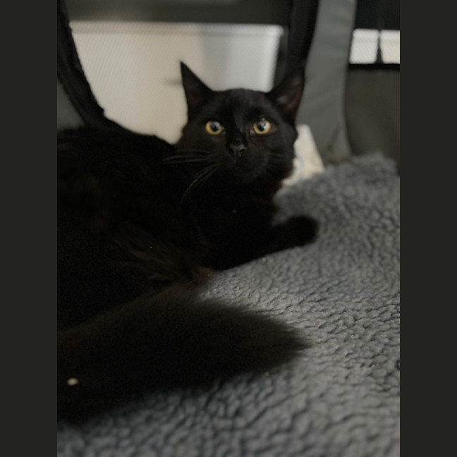 Photo of Chip