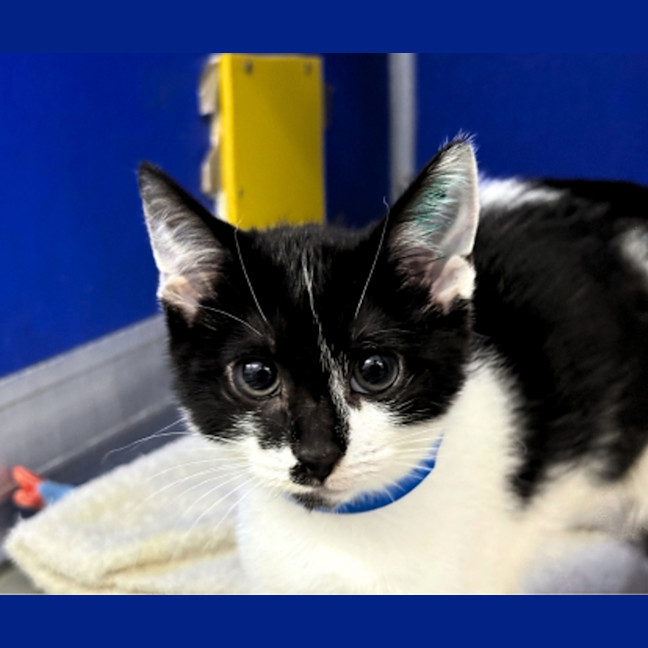 Photo of Smudge