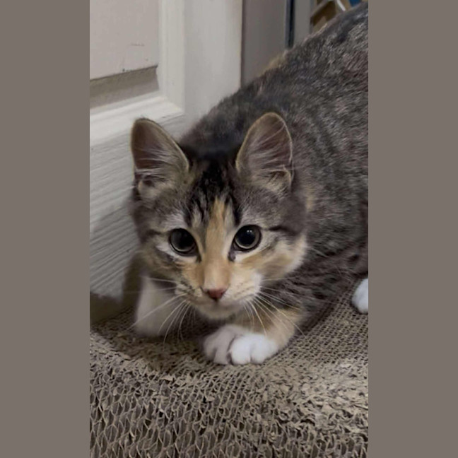 Photo of Annabelle
