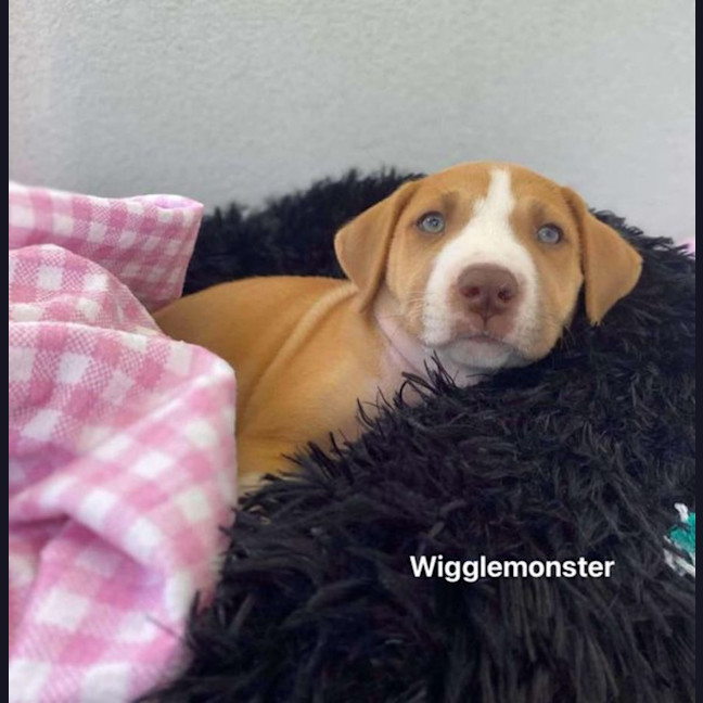 Photo of Wigglemonster