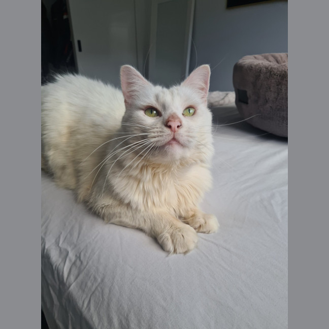 Photo of Snowball