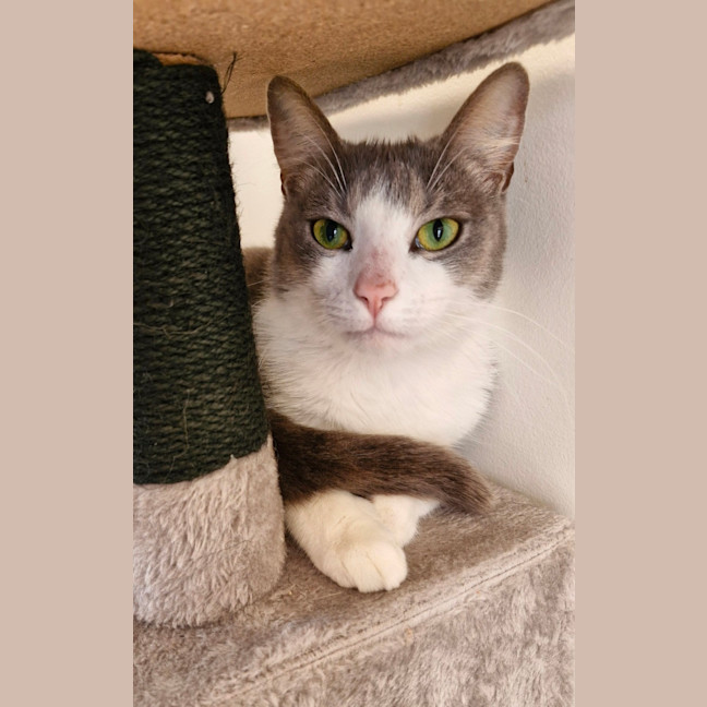 Photo of C1350 Scout