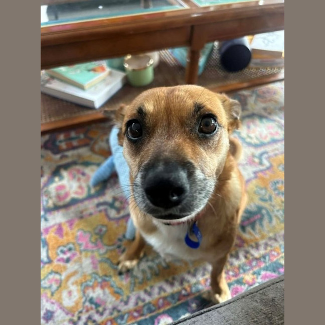 Photo of Remi   6 Year Old Jack Russell X, Girl